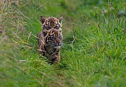 Tiger Cub