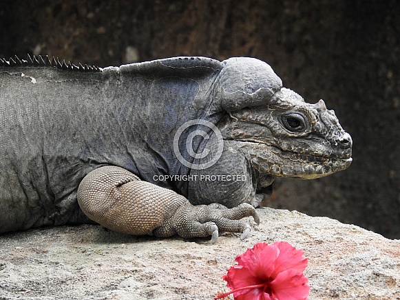 Rhinoceros Iguana