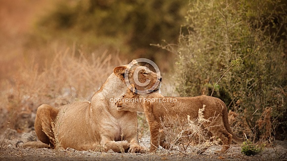 African lion portrait