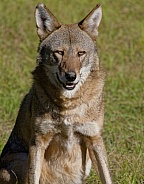 Red Wolf