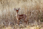Steenbok (Raphicerus campestris) - Namibia