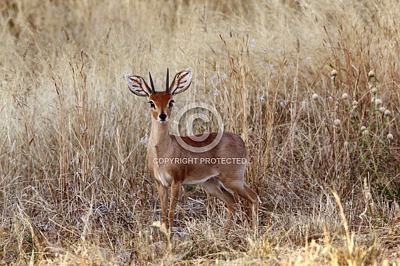 Steenbok (Raphicerus campestris) - Namibia Steenbok (Raphicerus campestris) - Namibia