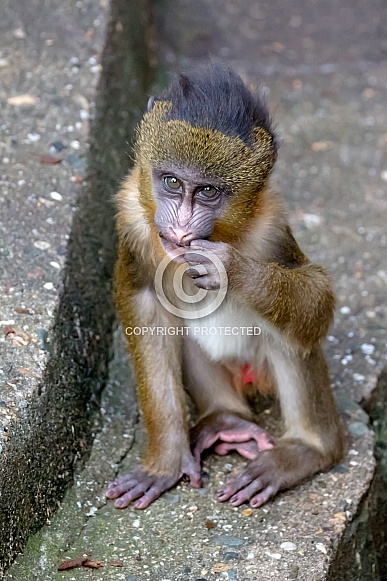 Mandrill (Mandrillus sphinx)