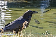 Raven Watching Fish