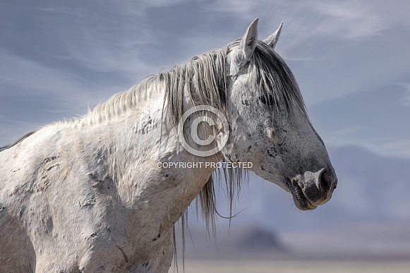 Wild Horse— Onaqui Mountains, Utah Wild Horse— Onaqui Mountains, Utah