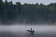 Common Loon (Gavia immer)