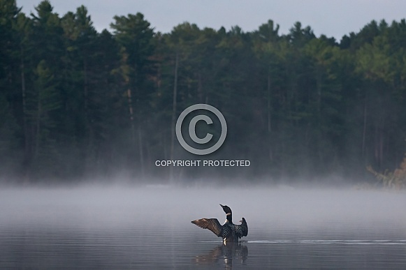 Common Loon (Gavia immer) Common Loon (Gavia immer)
