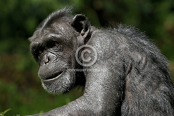 Chimpanzee Chimpanzee