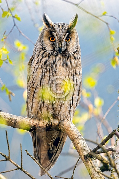 Long eared owl Long eared owl