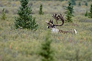 The reindeer or caribou (Rangifer tarandus)