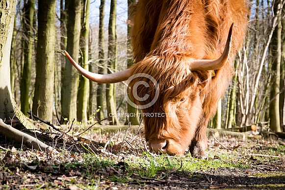 Highland Cow eating grass Highland Cow eating grass