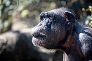 Chimpanzee (Pan troglodytes)