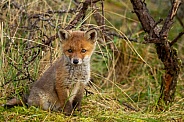 Red fox cub in nature on a spring day