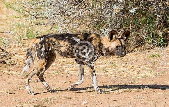 African Wild Dog
