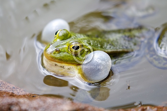 Pool frog (Pelophylax lessonae) Pool frog (Pelophylax lessonae)