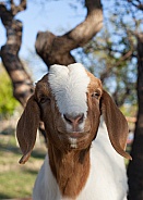 Domestic goat, Capra aegagrus hircus,
