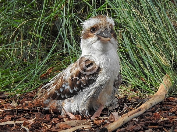 Kookaburra Kookaburra