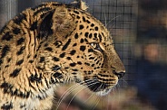amur Leopard