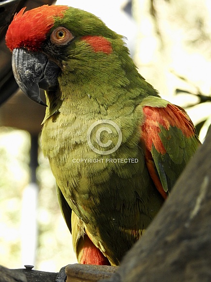 Military Macaw