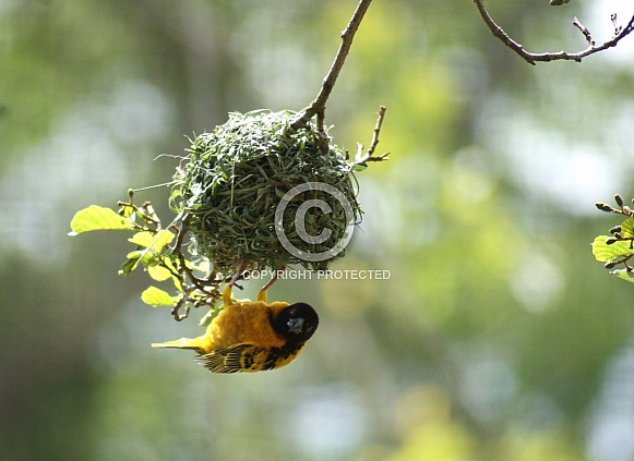 Weaver Bird Weaver Bird