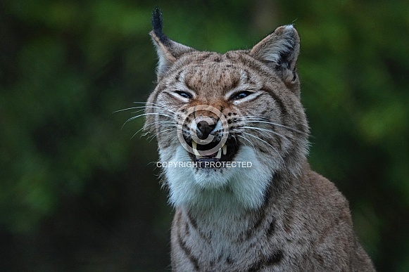 Eurasian Lynx