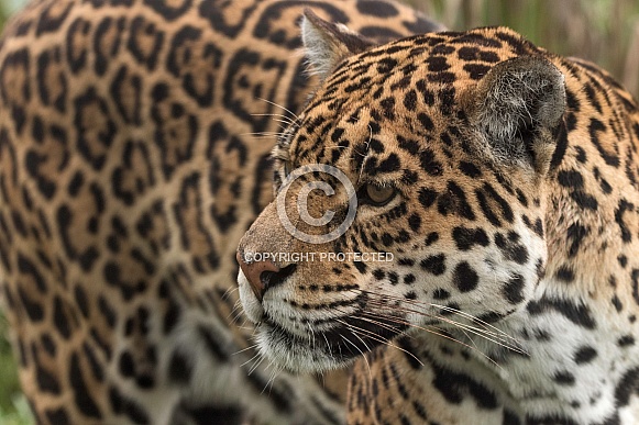 Jaguar Side Profile