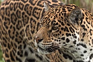 Jaguar Side Profile