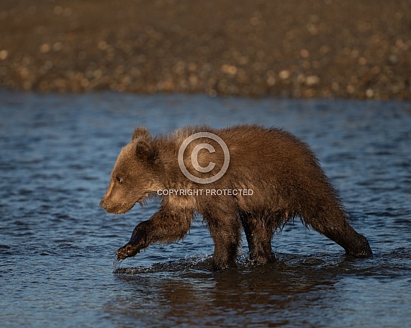 Bear cub walking through water Bear cub walking through water