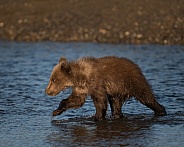 Bear cub walking through water