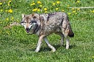 Wolf walking