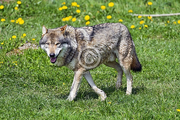 Wolf walking