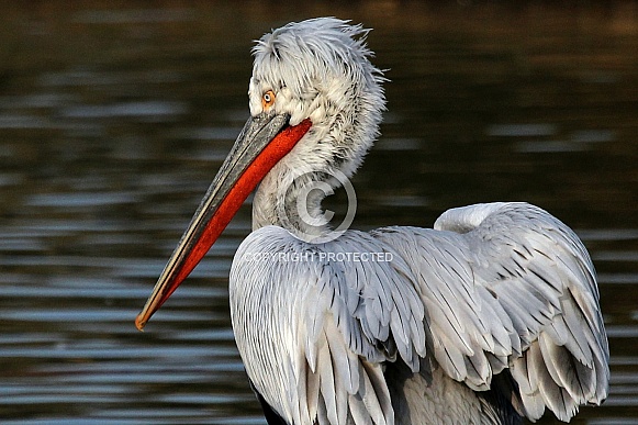 Dalmatian Pelican Dalmatian Pelican