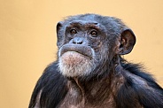 Chimpanzee (Pan troglodytes)