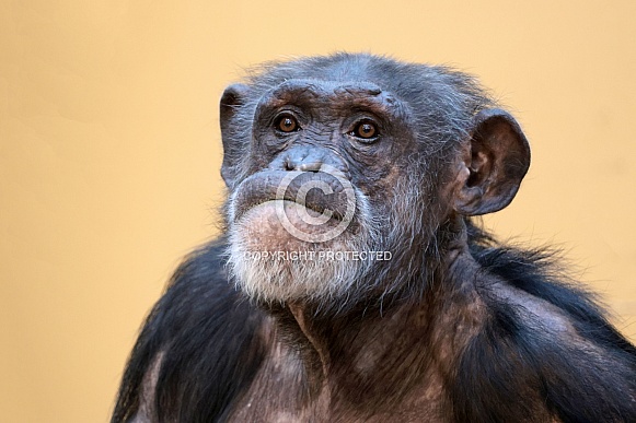 Chimpanzee (Pan troglodytes)