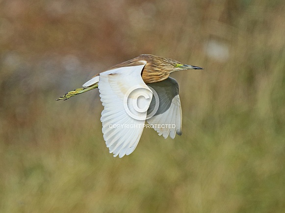 Squacco Heron Squacco Heron