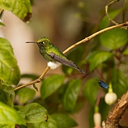White Booted Racket-tail Hummingbird in Ecuador