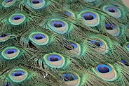 Peacock (Male)