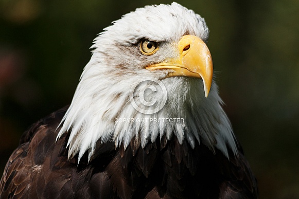 Bald Eagle, Close Up