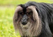 Lion Tailed Macaque Close Up