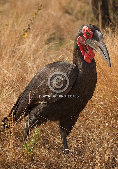 Southern Ground-Hornbill