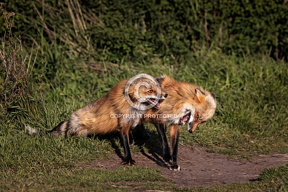 Red Fox-Red Fox Joke Time