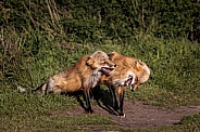 Red Fox-Red Fox Joke Time