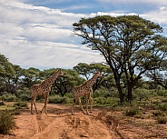 Giraffes Crossing Road