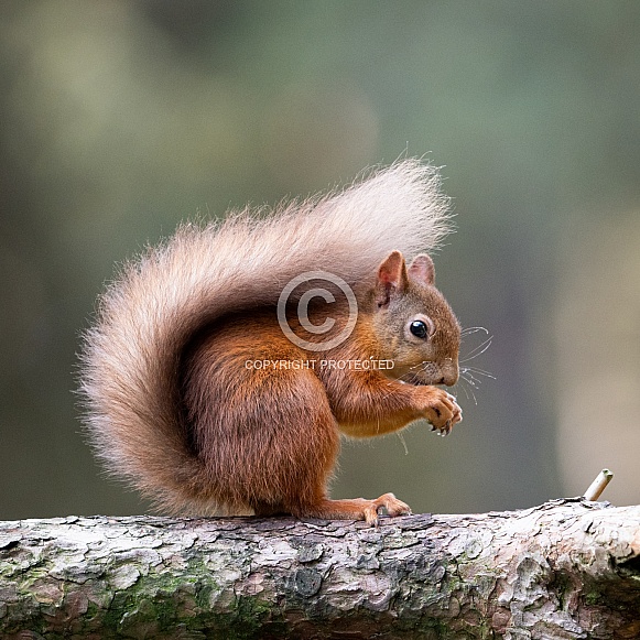 Red Squirrel Red Squirrel