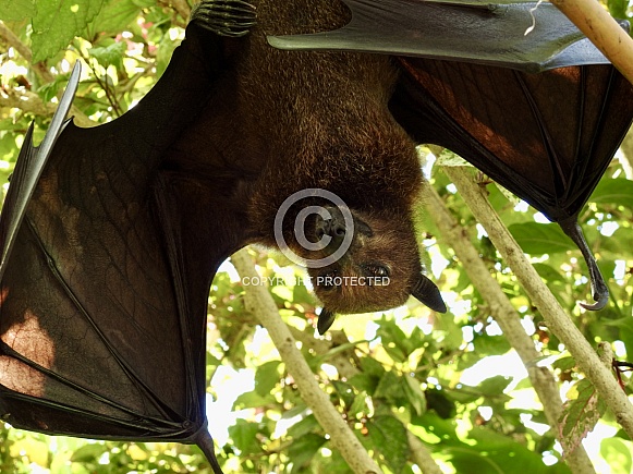 Malay Flying Fox