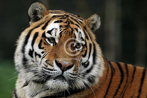 Amur Tiger