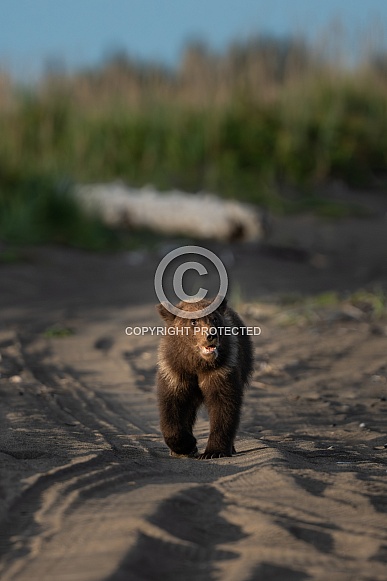 Bear cub walking down a sandy path