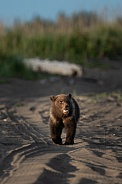 Bear cub walking down a sandy path