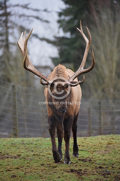 Male Roosevelt Elk Male Roosevelt Elk