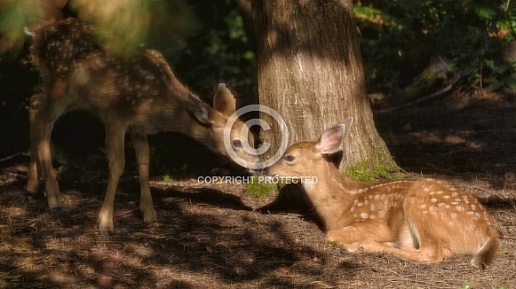 A Baby Blacktail Deer Kisses its Sibling